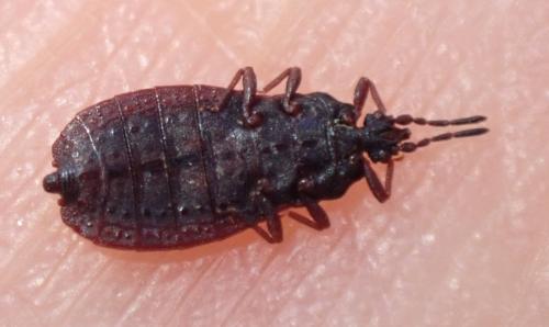 Aneurus avenius